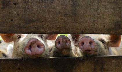 BR Analysis! Consequences of swine fever: Over 350,000 pigs were  slaughtered. Imports replace Romanian pork meat with cheaper products -  Business Review