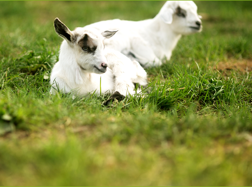 #Makeithappen: From knowing nothing about goats to 